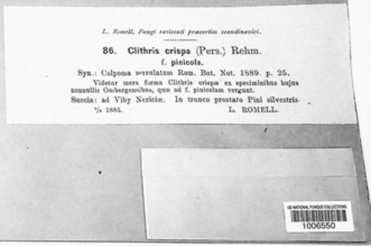 Colpoma crispum image